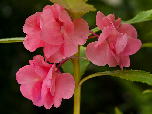 Impatiens Balsamina